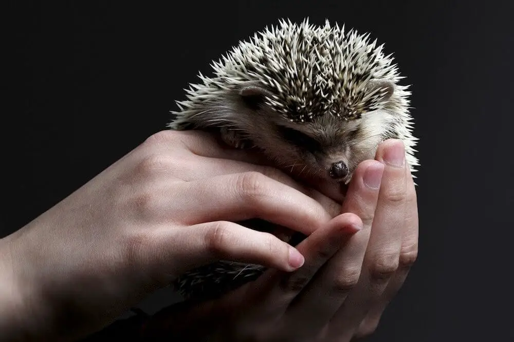 Can Hedgehogs Attack Humans