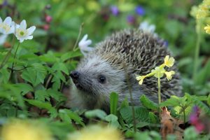 Do Hedgehogs Have A Good Sense Of Smell?