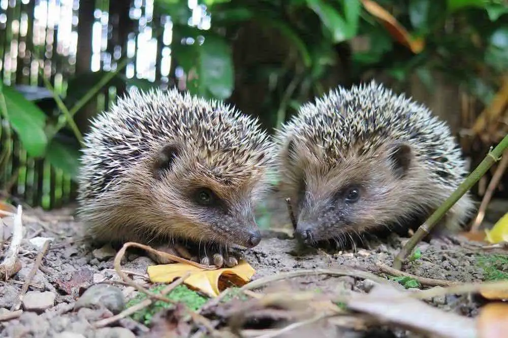 Do Hedgehogs Live In Groups