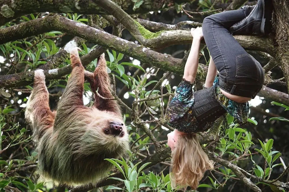 Are Sloths Dangerous To Humans