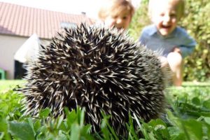 How Do Hedgehogs Protect Themselves? (5 Ways + The Major Threats)