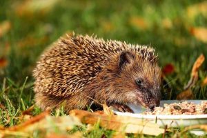 How To Feed Hedgehogs Without Attracting Rats