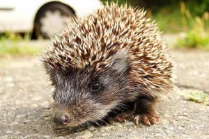13 Threats To Hedgehogs And How You Can Protect Them