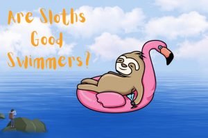 Are Sloths Good Swimmers? (7 Awesome Reasons They Are)