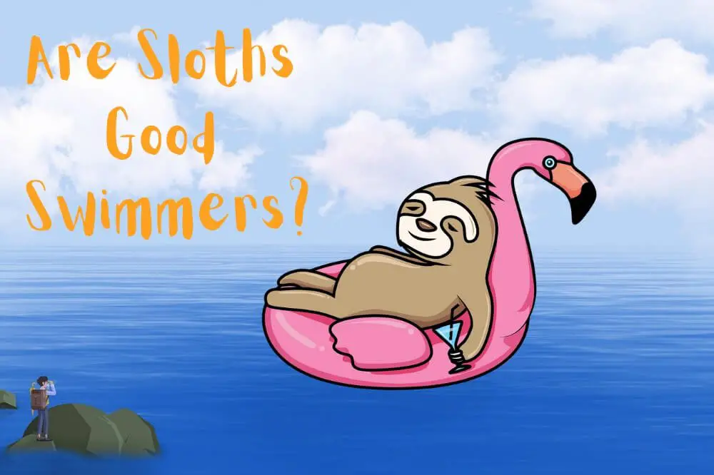 Are Sloths Good Swimmers