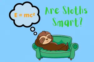 Are Sloths Smart? (8 Intelligent Sloth Facts)