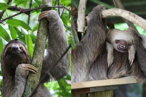 Difference Between Two-Toed And Three-Toed Sloths (9 Amazing Differences)