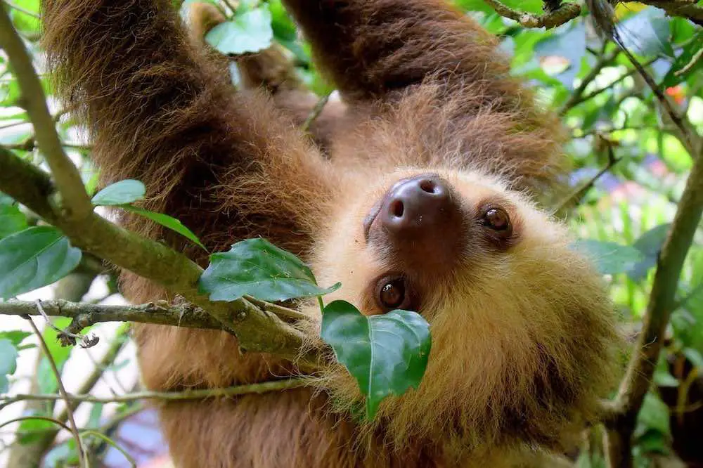 How Do Sloths Adapt To The Rainforest