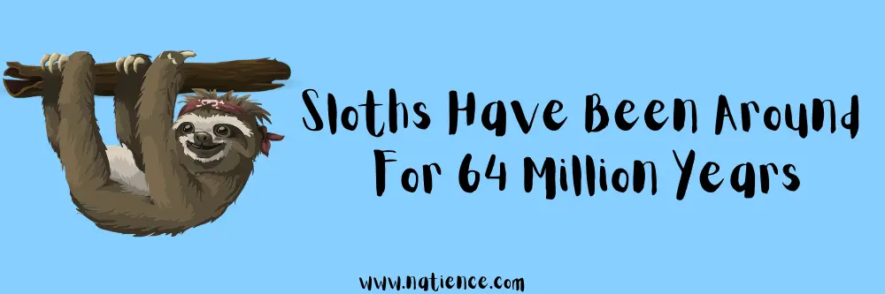 How Long Have Sloths Been Around?