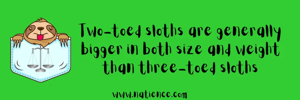 Are Two-Toed Or Three-Toed Sloths Bigger