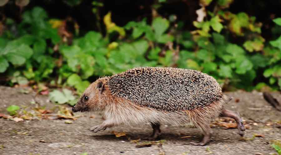 Do Hedgehogs Run To Protect Themselves