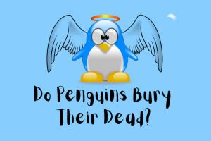 Do Penguins Bury Their Dead