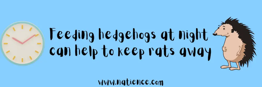 Feed Hedgehogs Late At Night