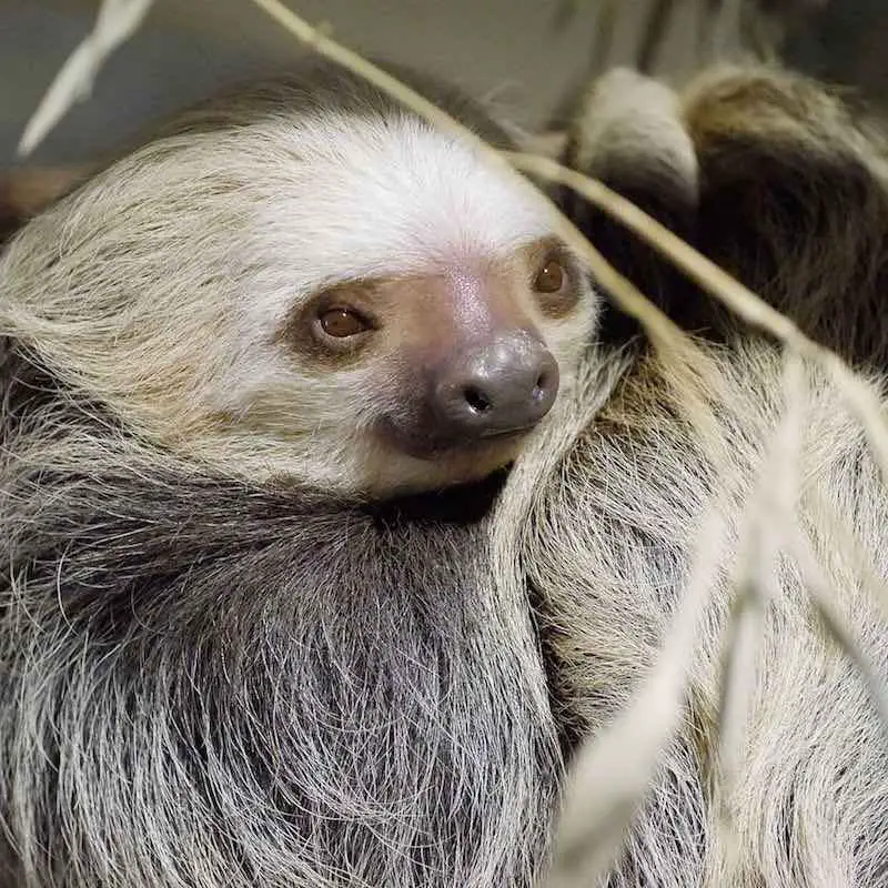 Hoffmann's Two Toed Sloth