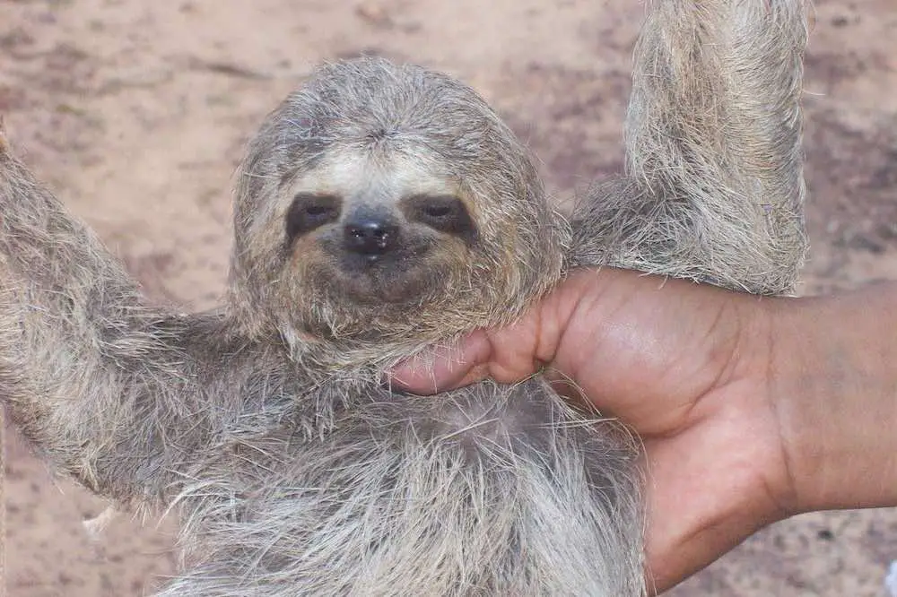 Humans Hunt Sloths