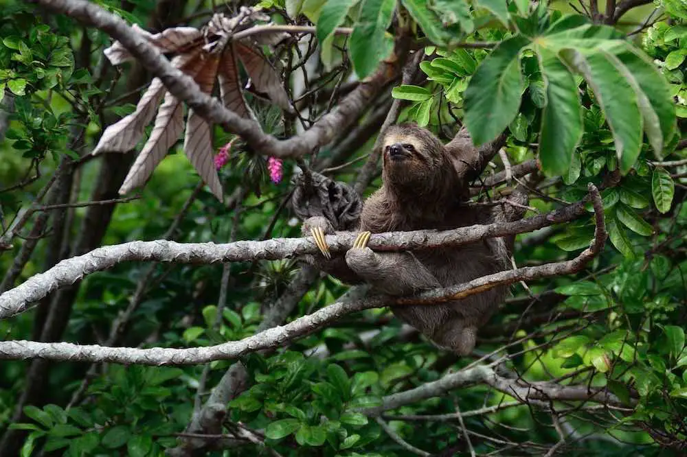 Living In The Trees Protects Sloths
