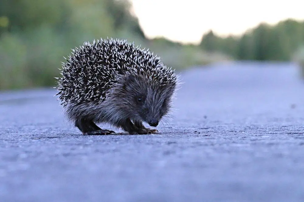 Roads Are Dangerous For Hedgehogs