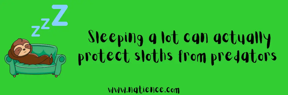 Sleeping Can Save A Sloth's Life