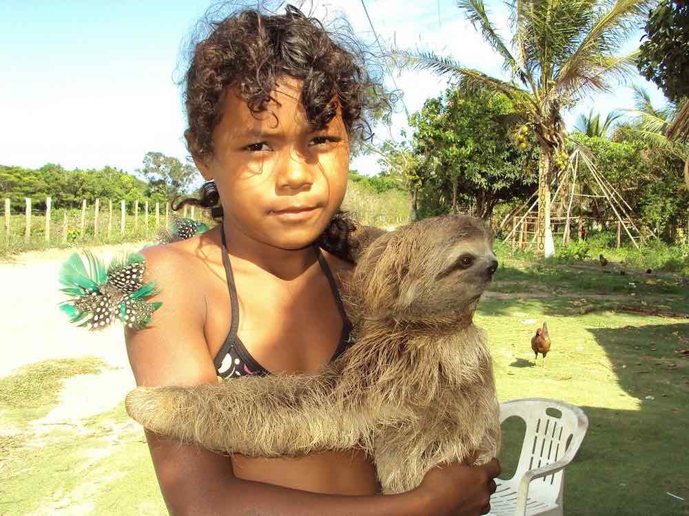 Sloths Are Kept As Pets