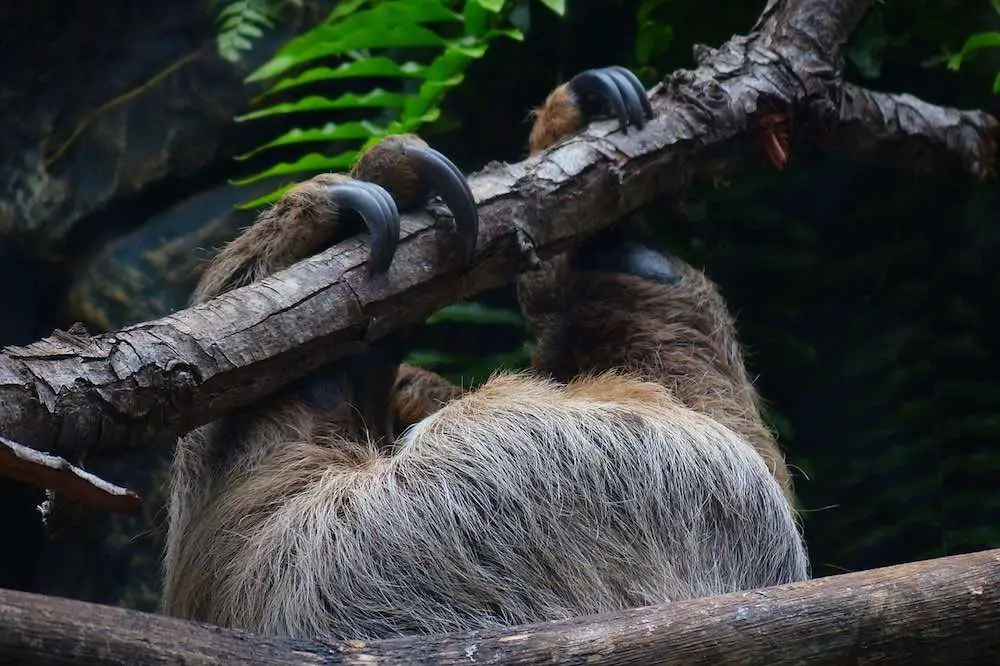 Sloths Can Protect Themselves With Their Claws