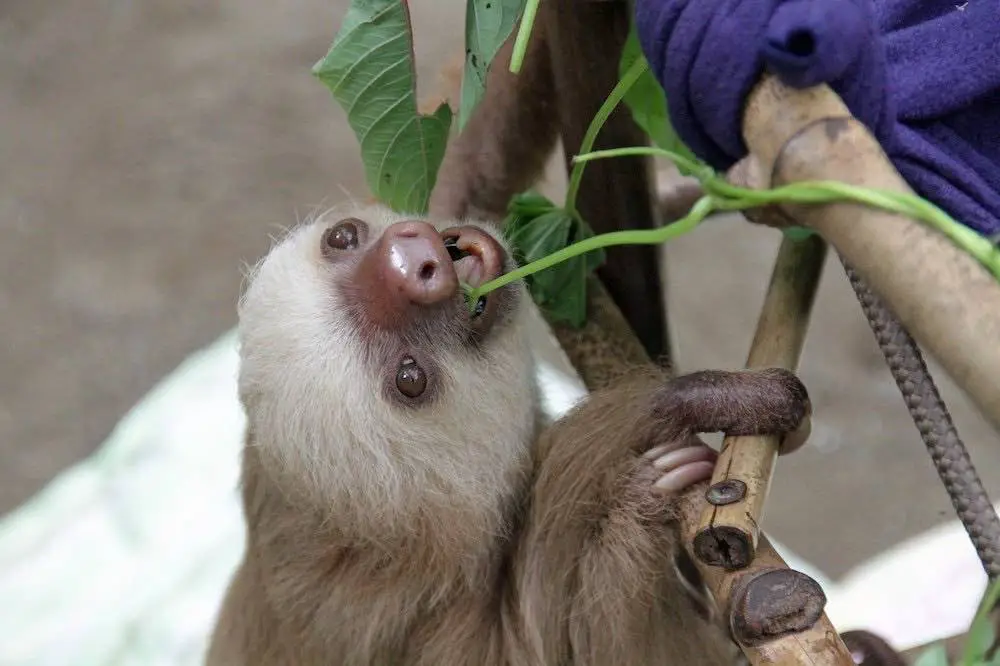 Sloths Eat Leaves and Branches