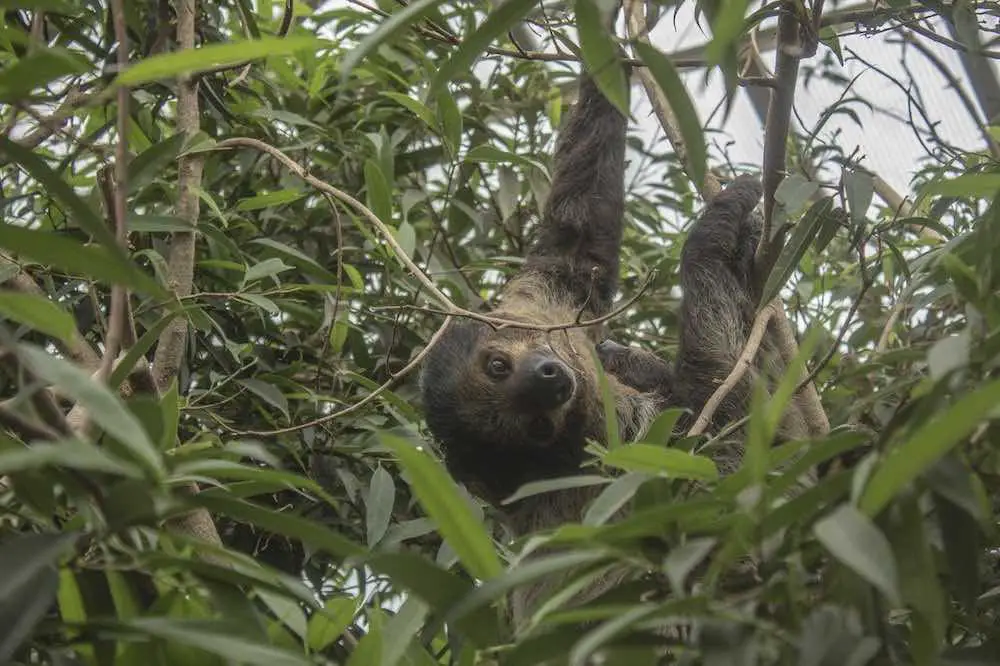 Sloths Eat Leaves