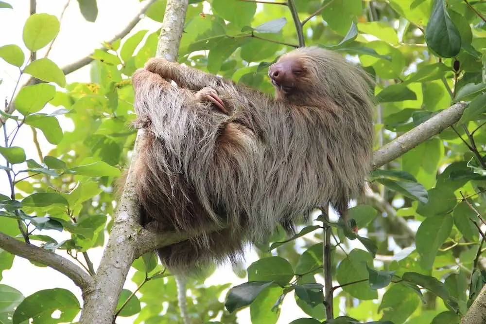 Sloth's Long Fur Grows Algae