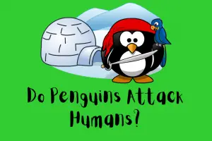 Do Penguins Attack Humans
