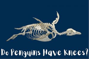 Do Penguins Have Knees? (Plus Interesting Facts About Ankles, Elbows and Hips)