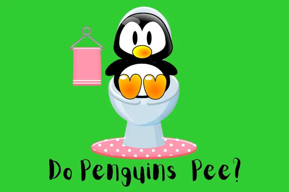 Do Penguins Pee