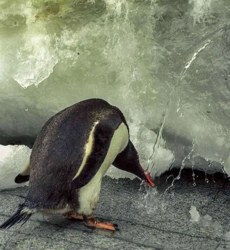 Gentoo Penguin Drinking Fresh Water