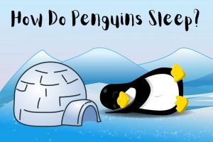How Do Penguins Sleep