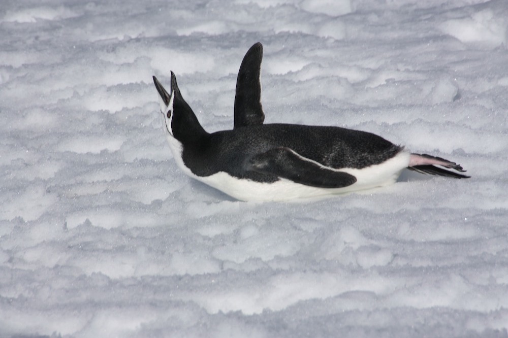 Penguin Sliding Using knees