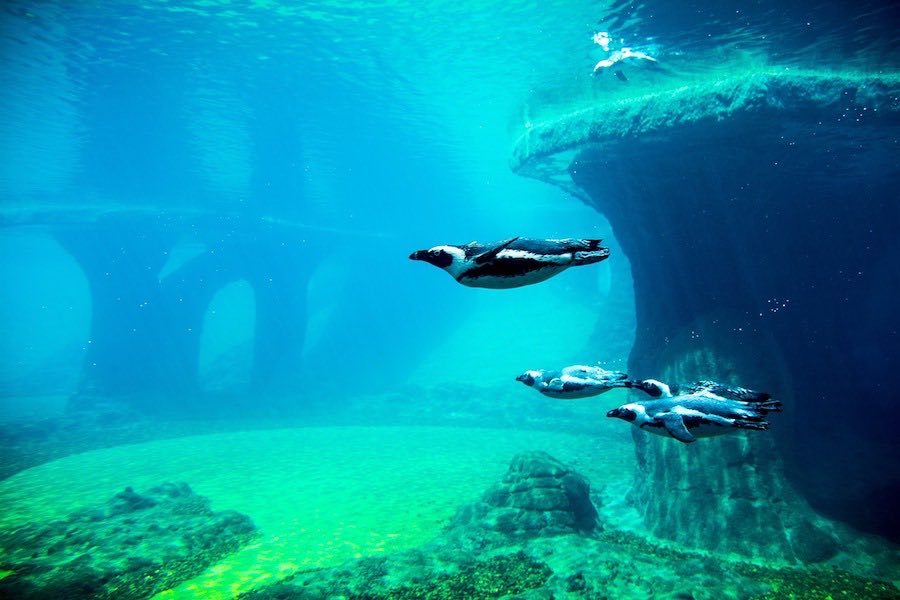 Penguins Can Sleep Underwater