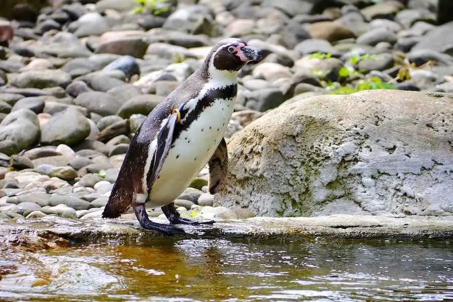 Do Penguins Drink Freshwater