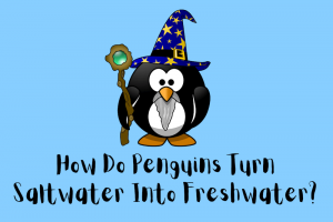 How Do Penguins Turn Saltwater Into Freshwater