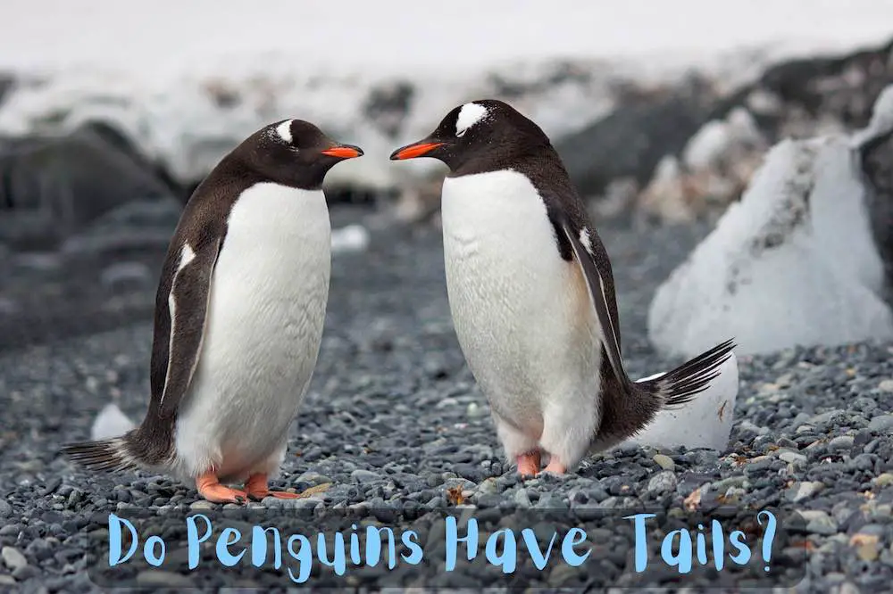Do Penguins Have Tails?